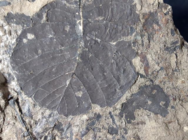 Populus populina (BRONGINIART) in KNOBLOCH 1855 - Bild © FossNet FossilienStore